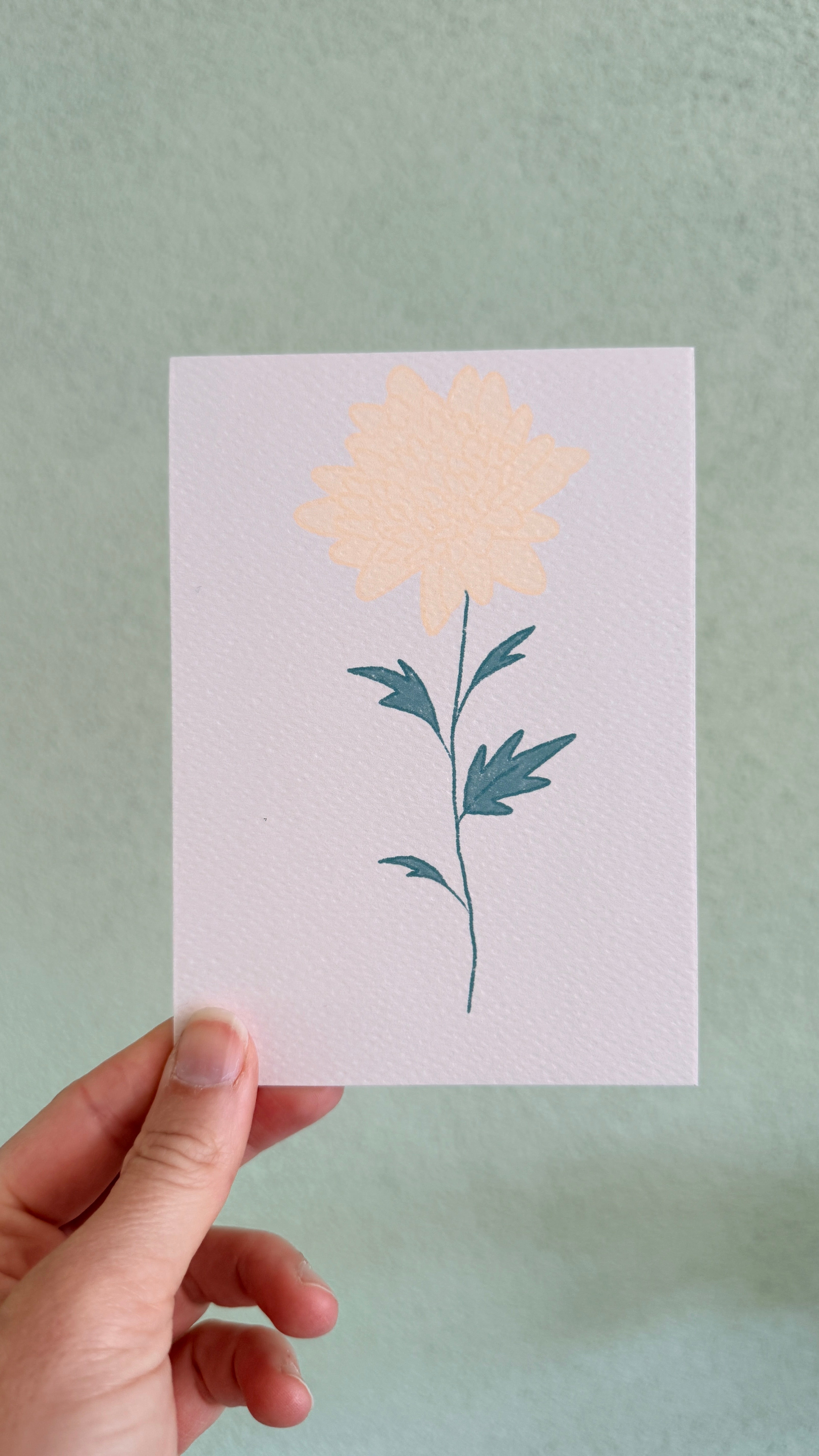 Chrysant | November